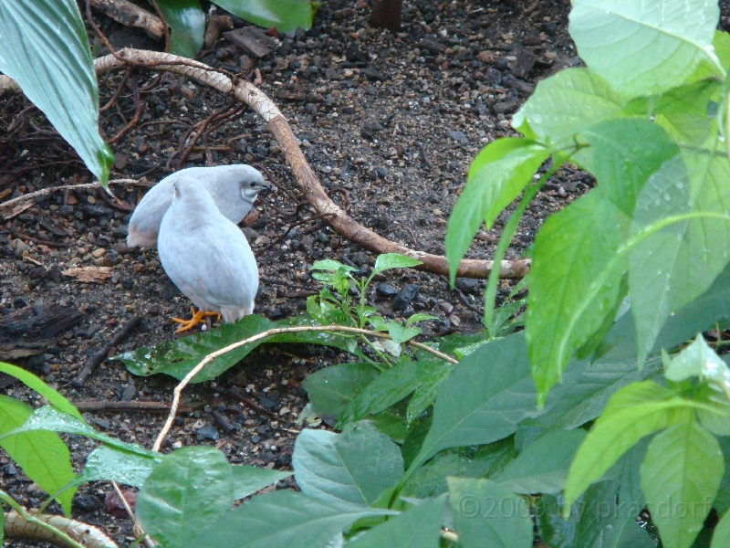 Western Michigan [2009] 181.JPG - Scenes from Frederik Meijer Gardens & Sculpture Park.
